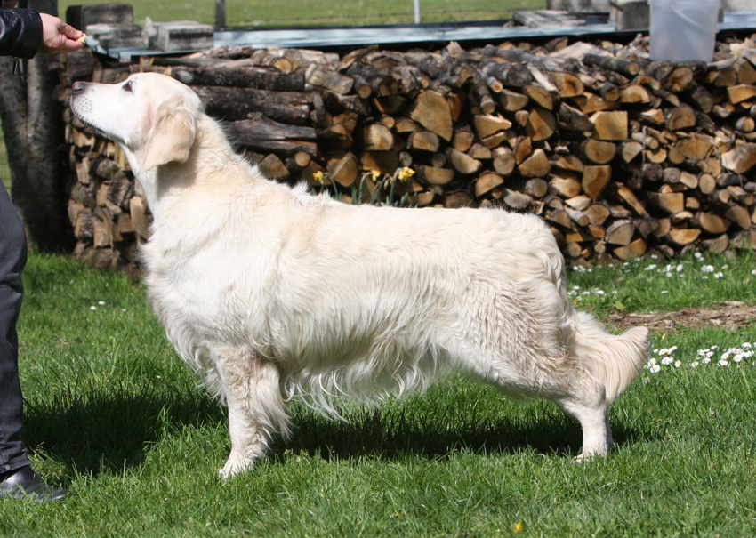 Résultats d'expositions de Blue Moon du Domaine des Rives de l'Erdre